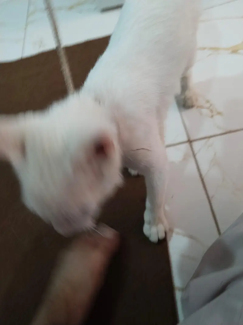 white cat — photo 5