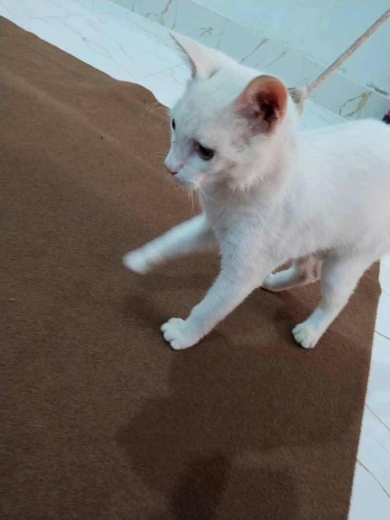 white cat 5