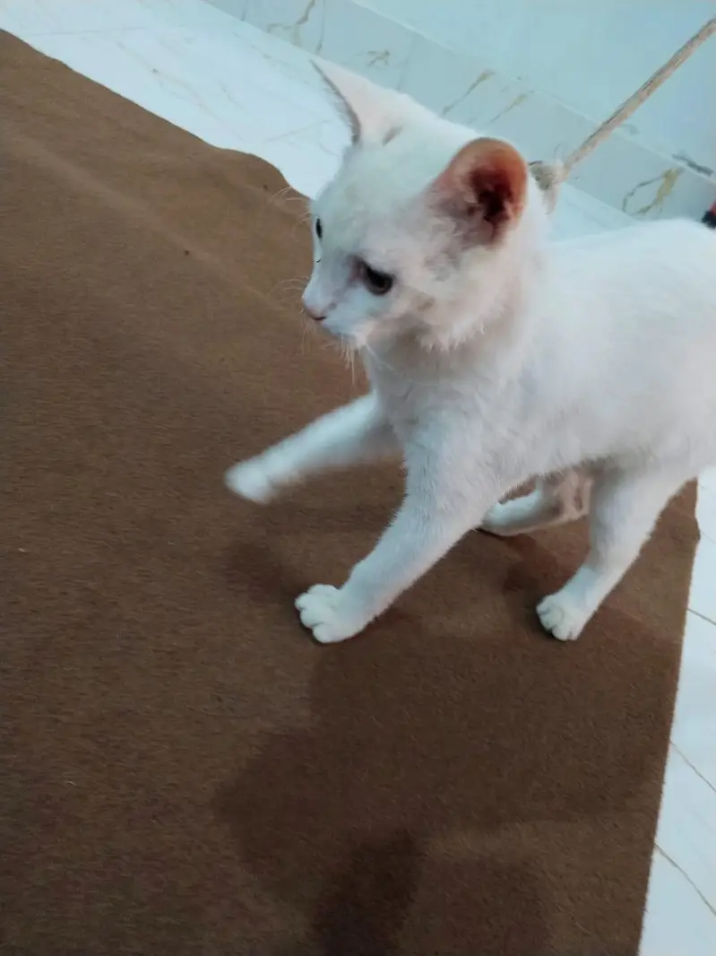 white cat — photo 6