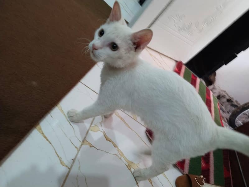 white cat 6