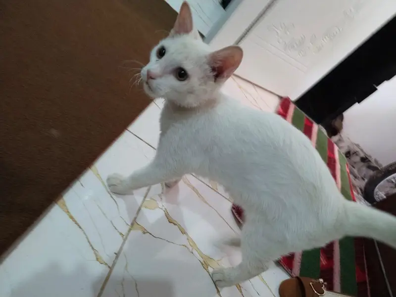 white cat — photo 7