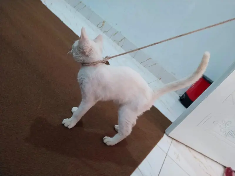 white cat — photo 8