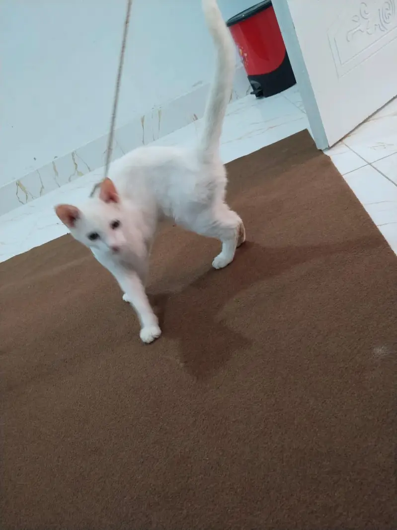 white cat — photo 9