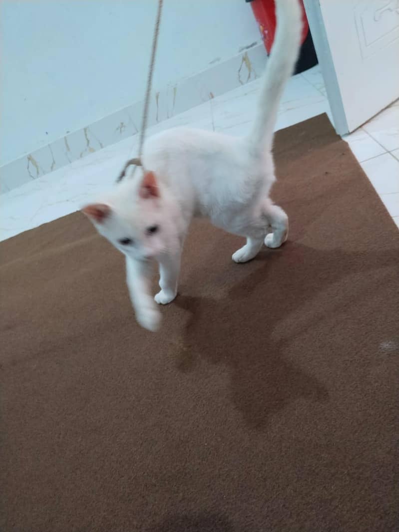 white cat 9