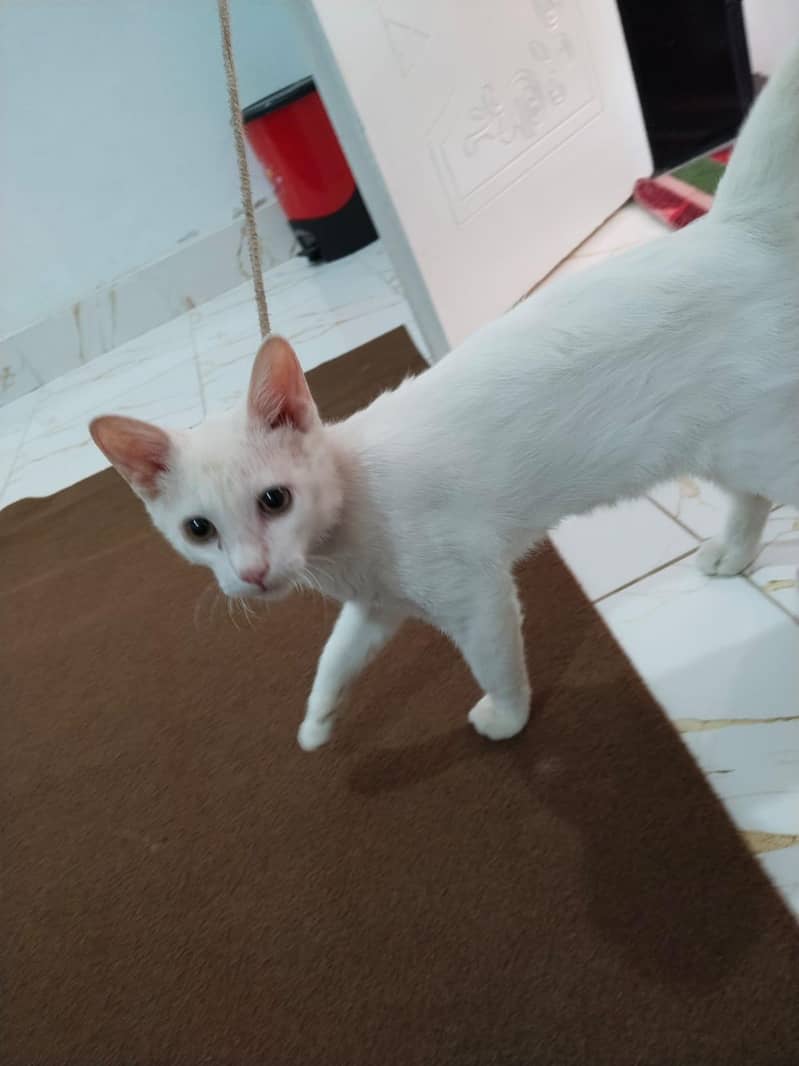 white cat 10