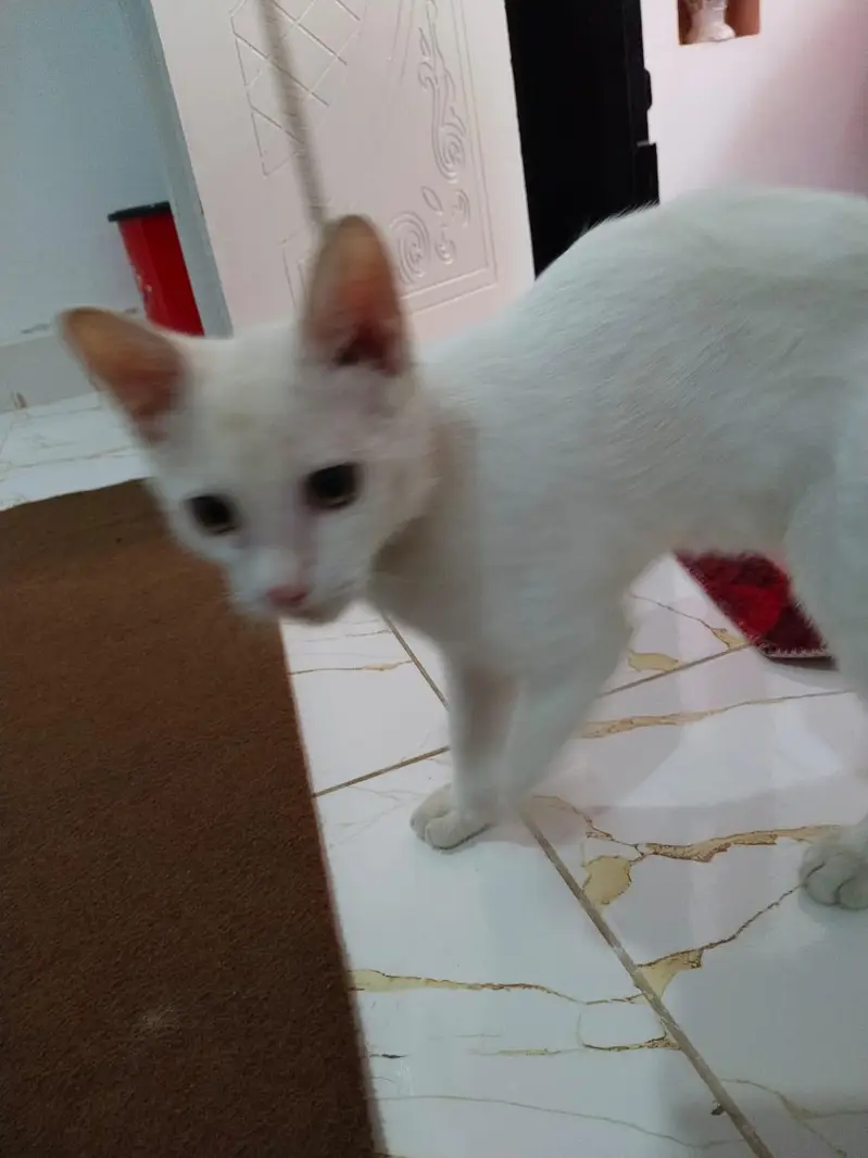 white cat — photo 12