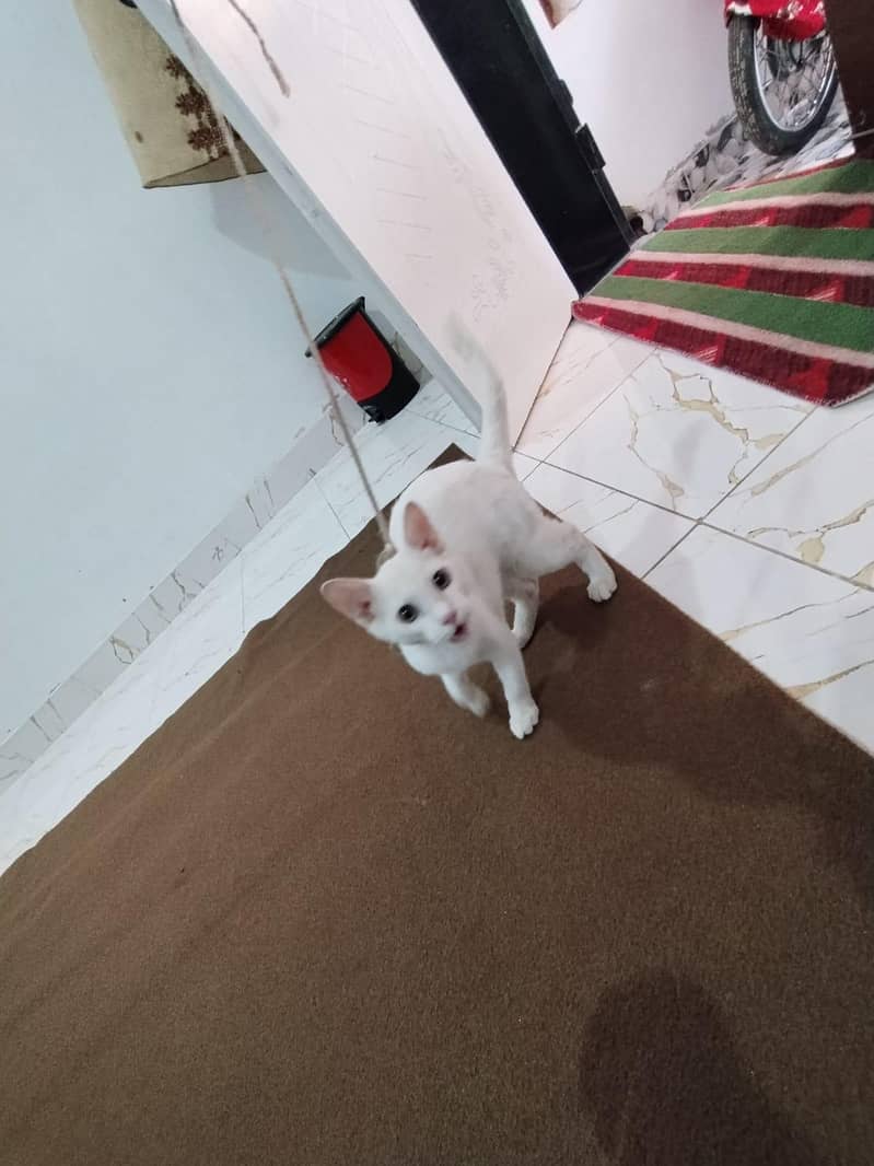 white cat 12