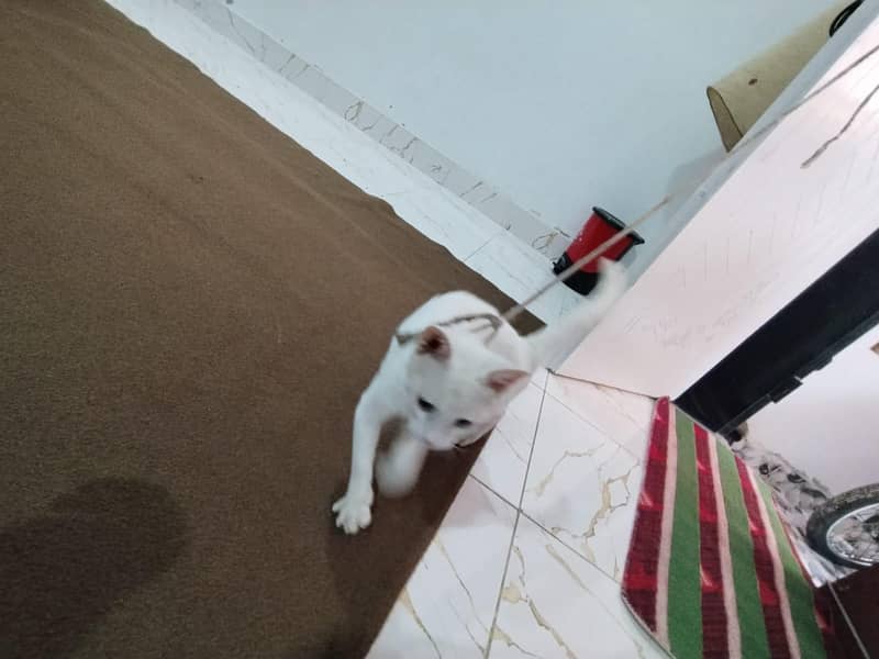 white cat 13