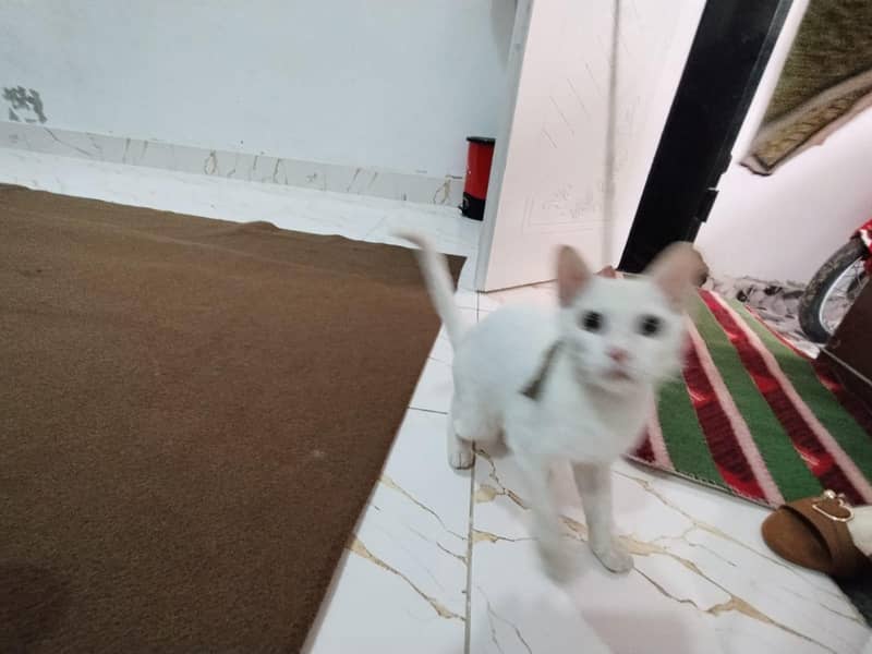 white cat 14