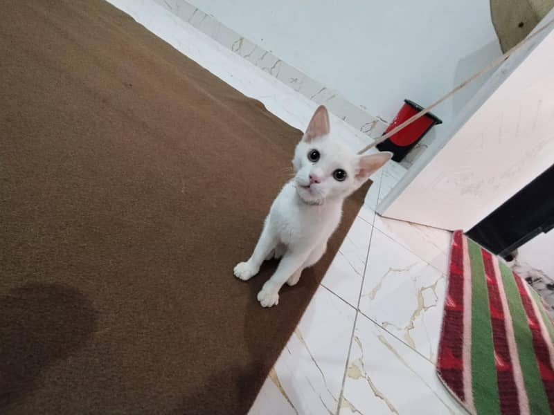 white cat 15