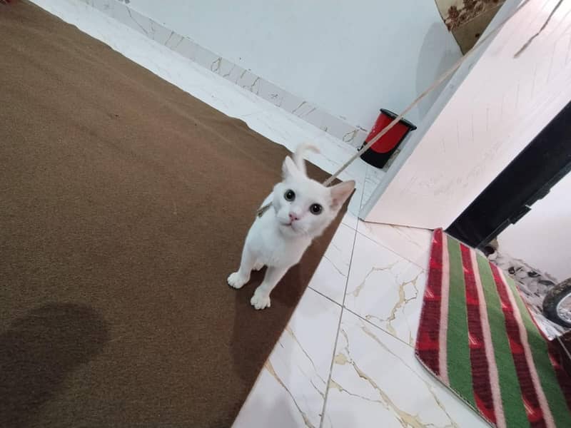 white cat 16