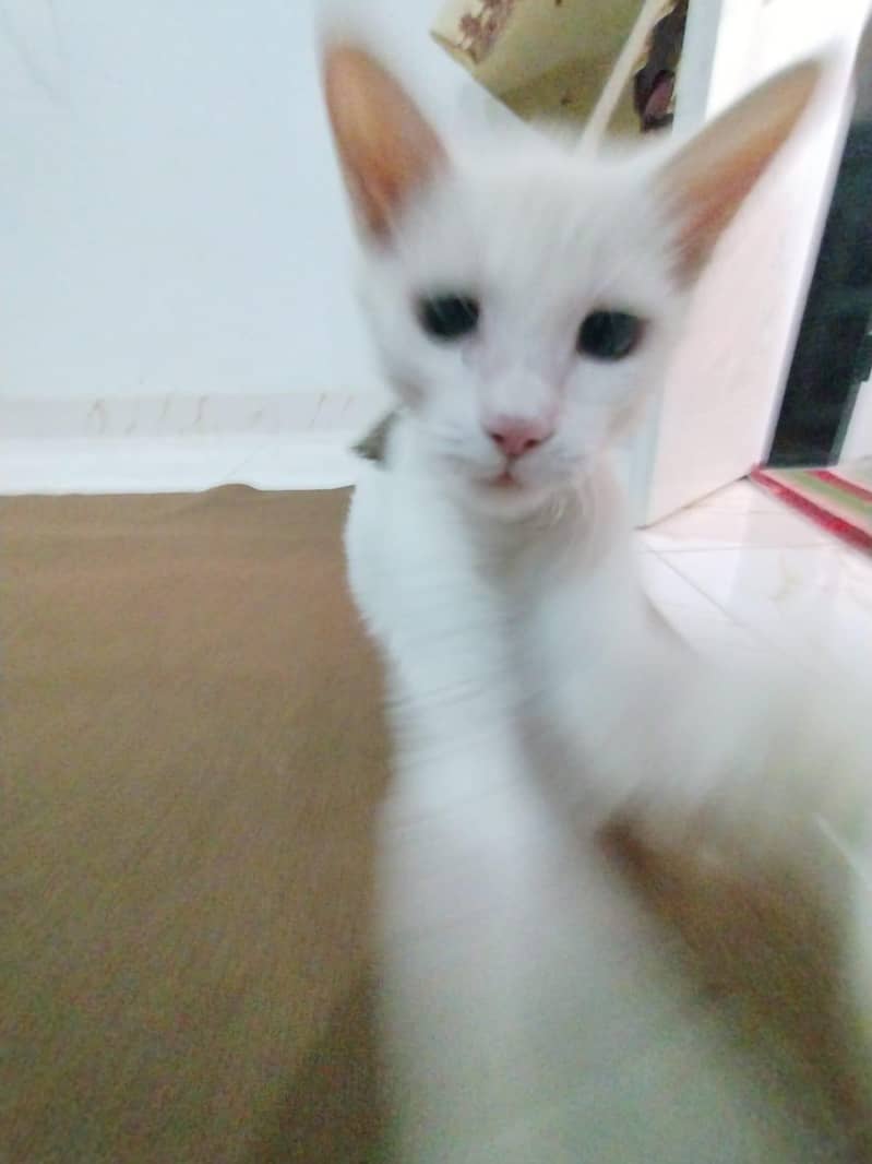 white cat 17