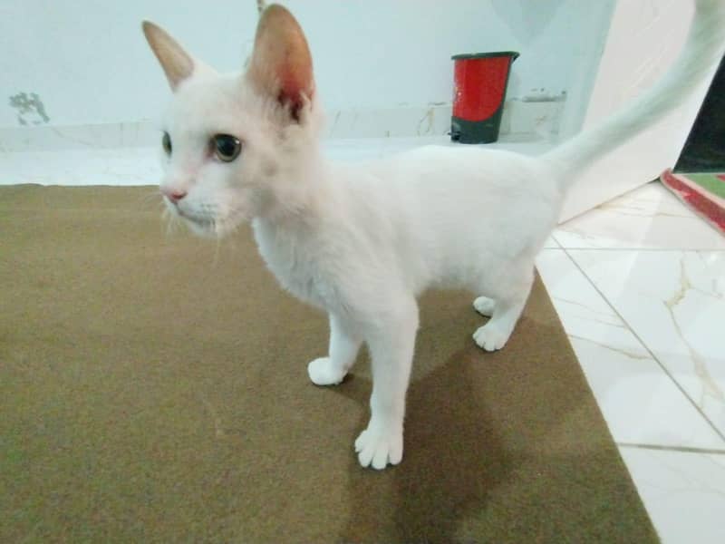 white cat 18