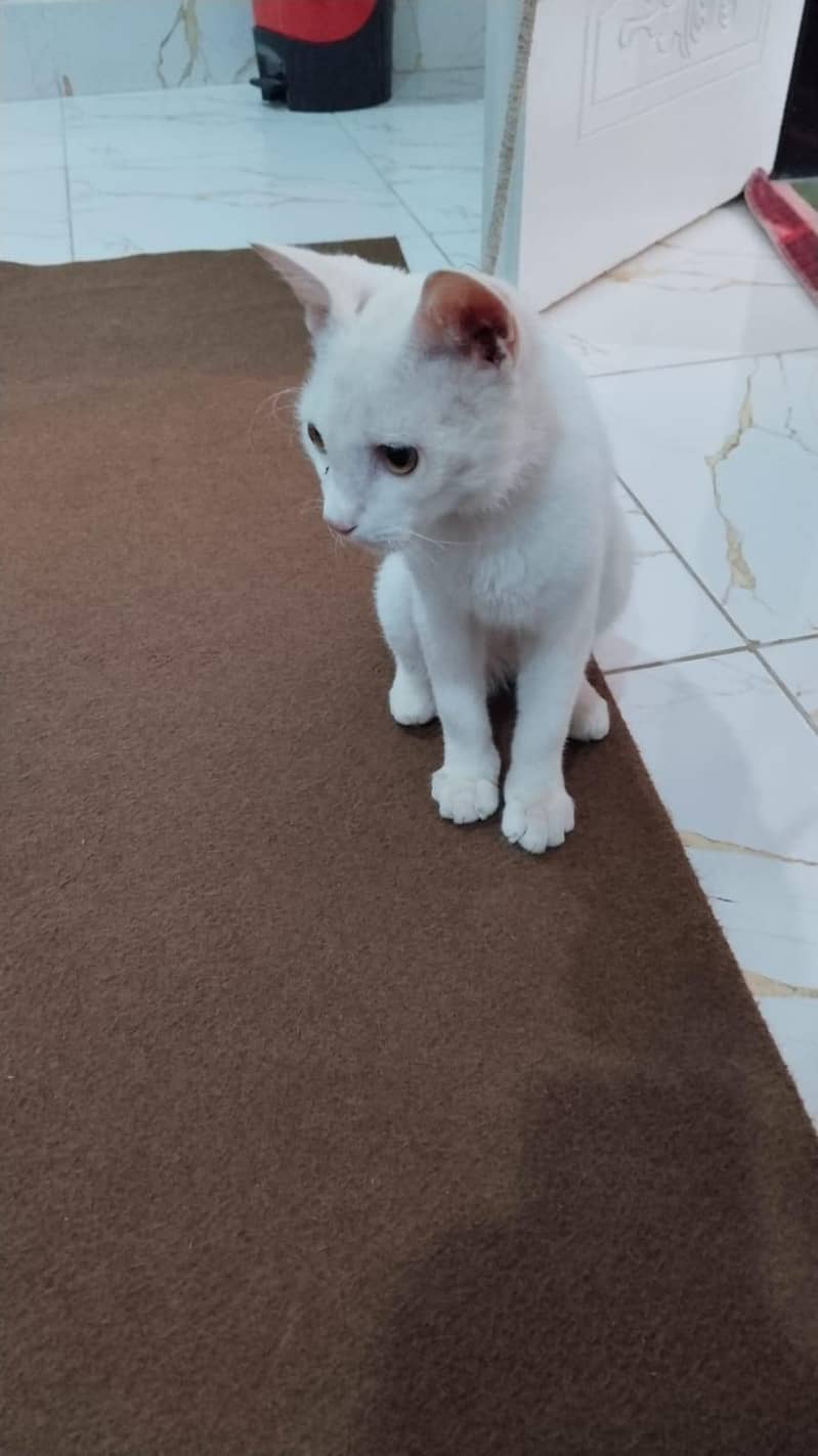 white cat 19
