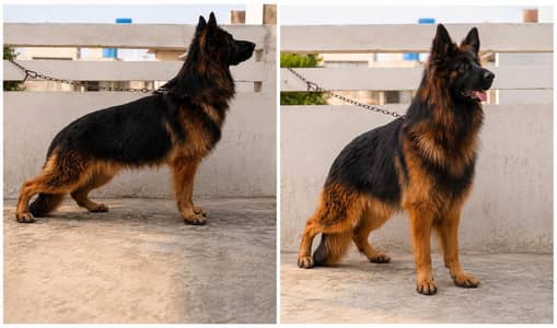 German shepherd Male 03134111831