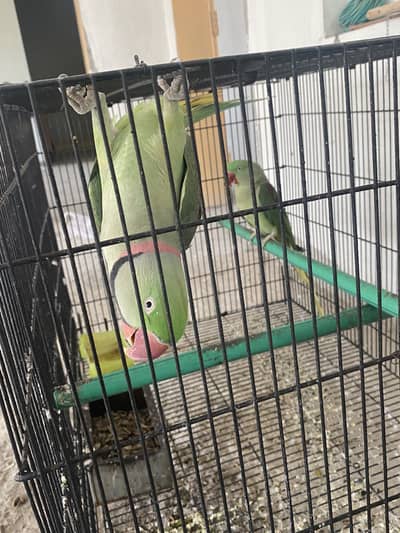 Raw breeding pair confrm 0/3/0/0/4/9/4/9/3/8/8