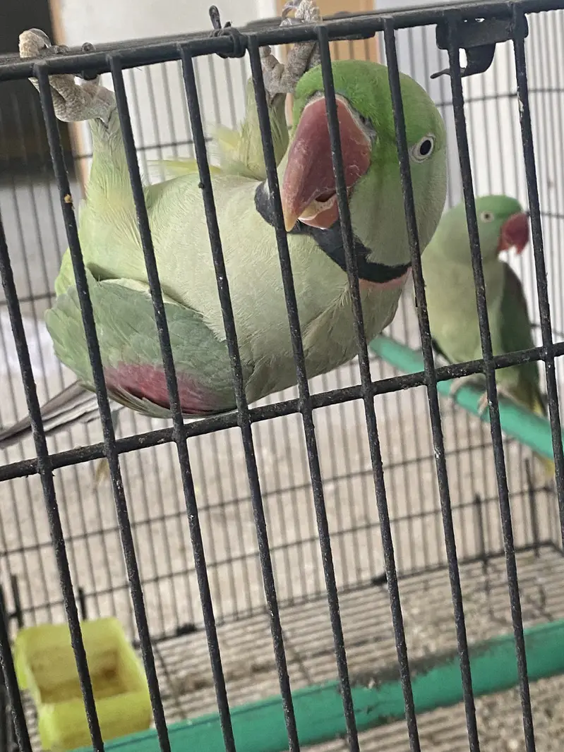 Raw breeding pair confrm 0/3/0/0/4/9/4/9/3/8/8 — photo 2