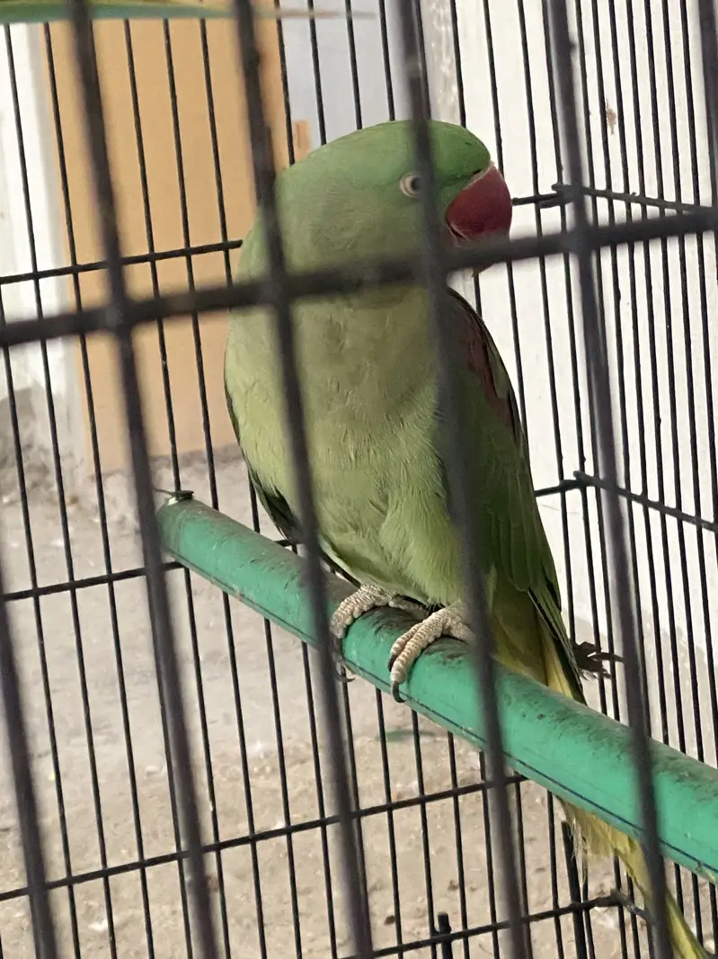 Raw breeding pair confrm 0/3/0/0/4/9/4/9/3/8/8 — photo 3