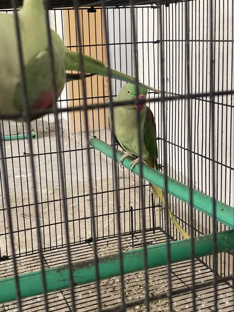 Raw breeding pair confrm 0/3/0/0/4/9/4/9/3/8/8 — photo 5