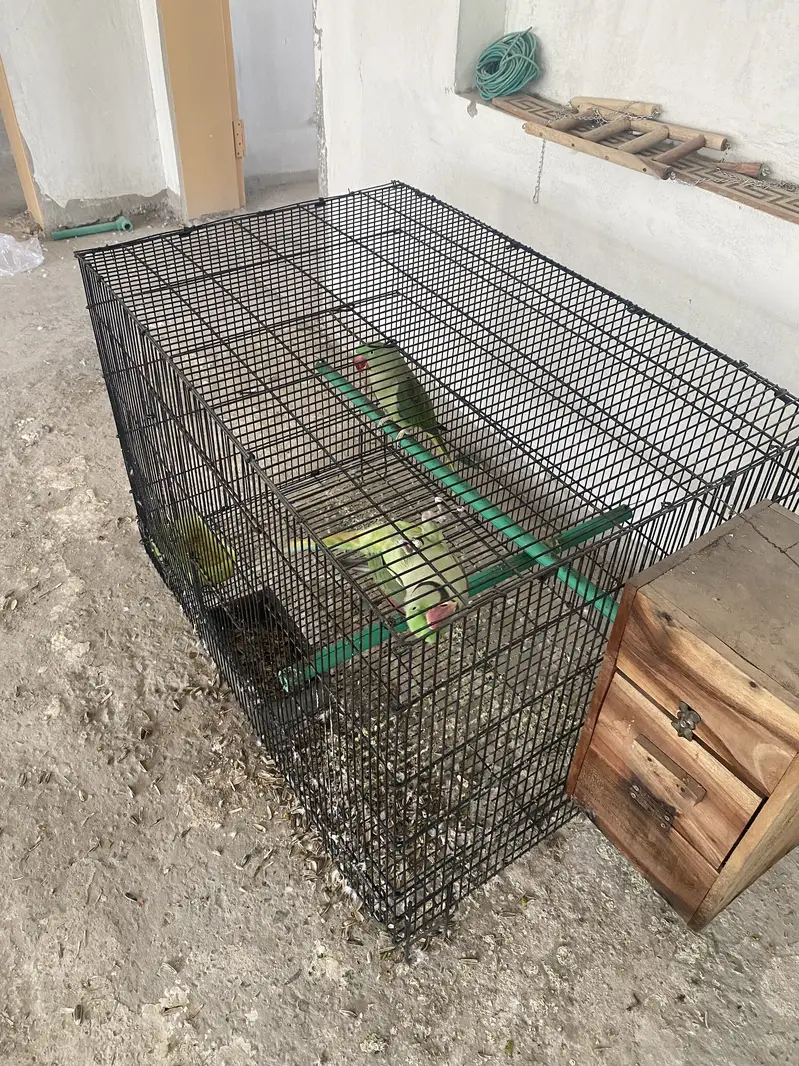 Raw breeding pair confrm 0/3/0/0/4/9/4/9/3/8/8 — photo 6