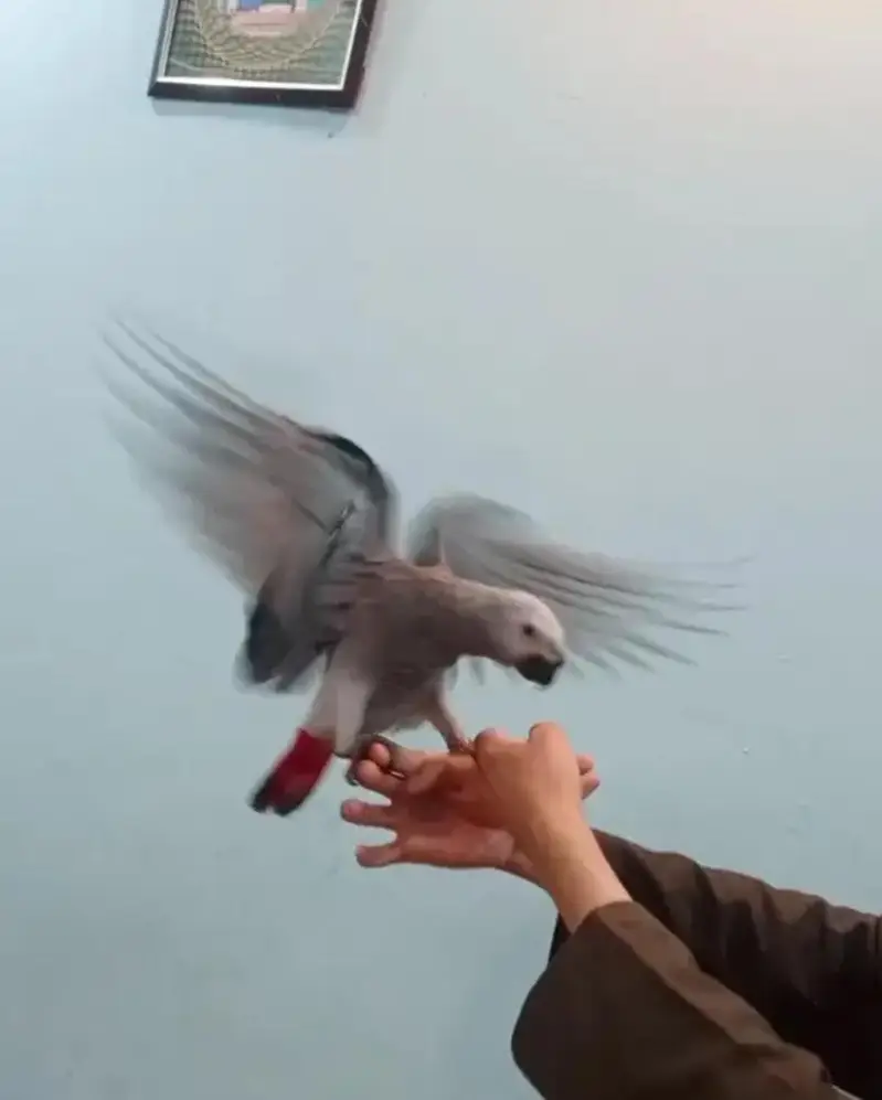 African grey parrot for sale 8 month age my WhatsApp No  03268751284 — photo 2