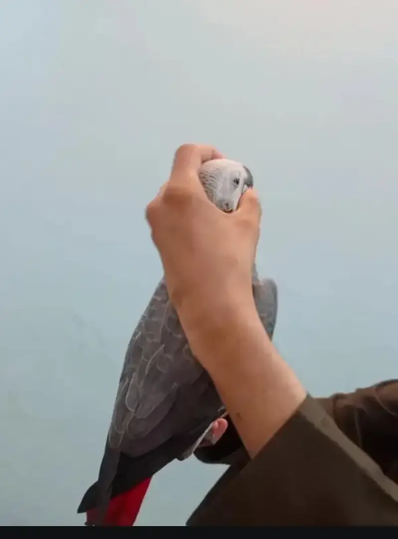 African grey parrot for sale 8 month age my WhatsApp No  03268751284 — photo 5
