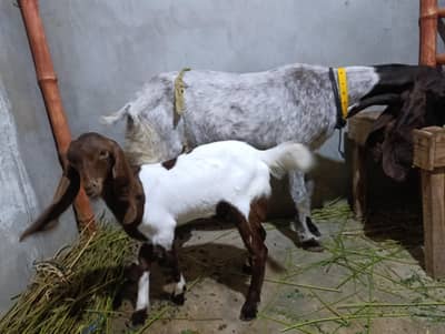 Pateri Mundi Bakri and male Kid