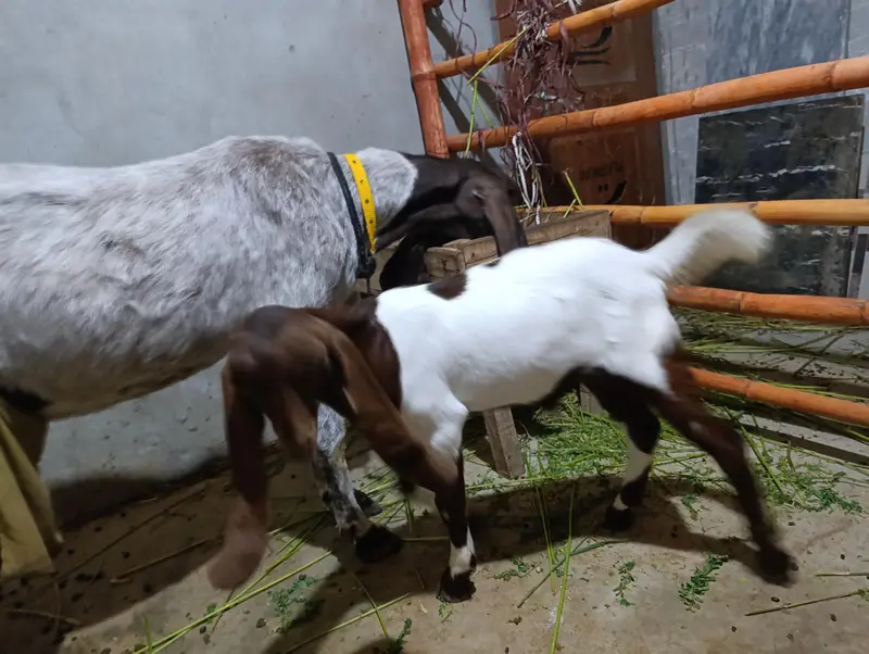 Pateri Mundi Bakri and male Kid — photo 2