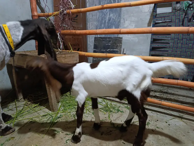 Pateri Mundi Bakri and male Kid — photo 3