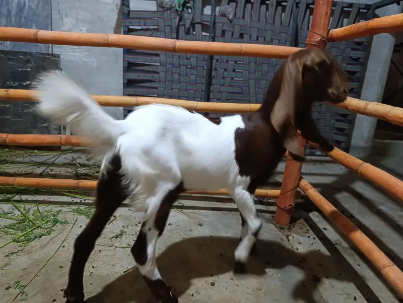 Pateri Mundi Bakri and male Kid — photo 4