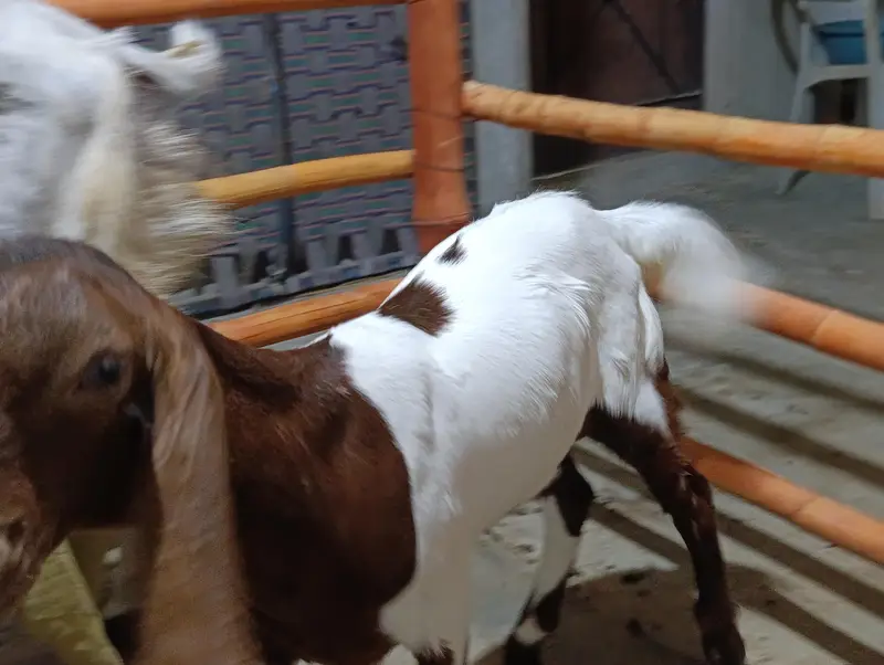 Pateri Mundi Bakri and male Kid — photo 5