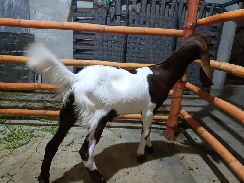 Pateri Mundi Bakri and male Kid — photo 6
