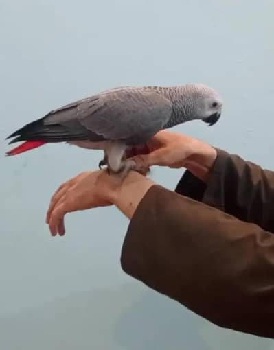 African grey parrot for sale 8 month age Whatsapp no 03268751284