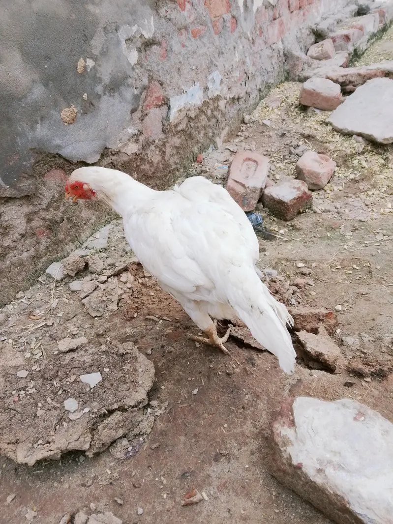 Heera aseel — photo 4