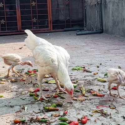 Paper white heera Murghi Old blood line