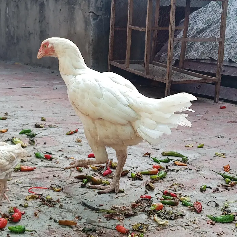 Paper white heera Murghi Old blood line — photo 2