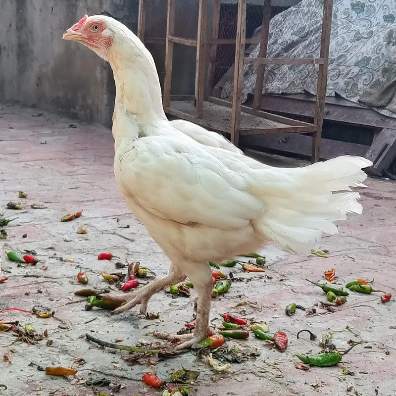 Paper white heera Murghi Old blood line — photo 4