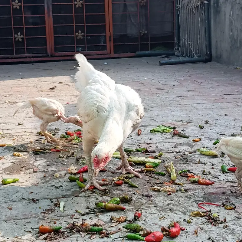 Paper white heera Murghi Old blood line — photo 5