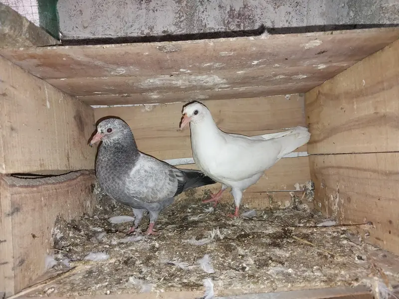Kabotar pigeon low flyer