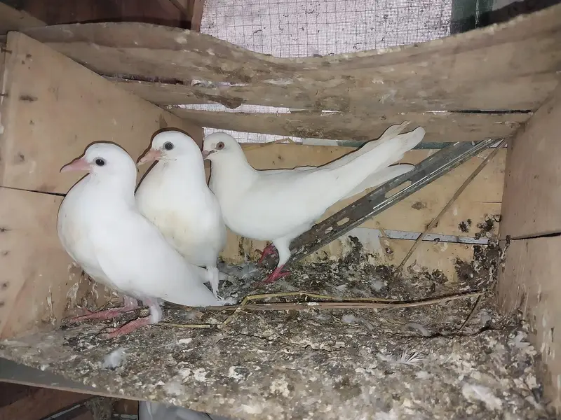 Kabotar pigeon low flyer — photo 2