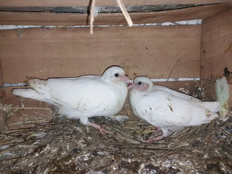 Kabotar pigeon low flyer — photo 3