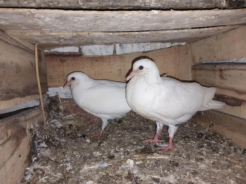 Kabotar pigeon low flyer — photo 4
