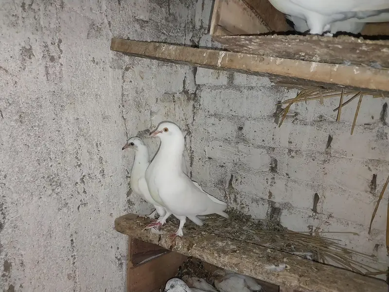 Kabotar pigeon low flyer — photo 5