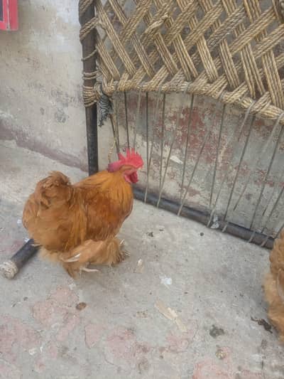 Goldenbuff pair healthy for sale urgent