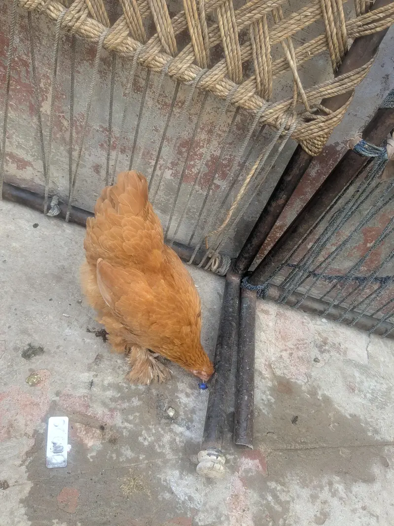 Goldenbuff pair healthy for sale urgent — photo 2