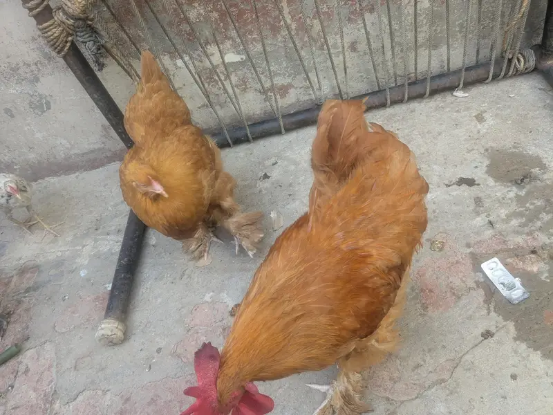Goldenbuff pair healthy for sale urgent — photo 3
