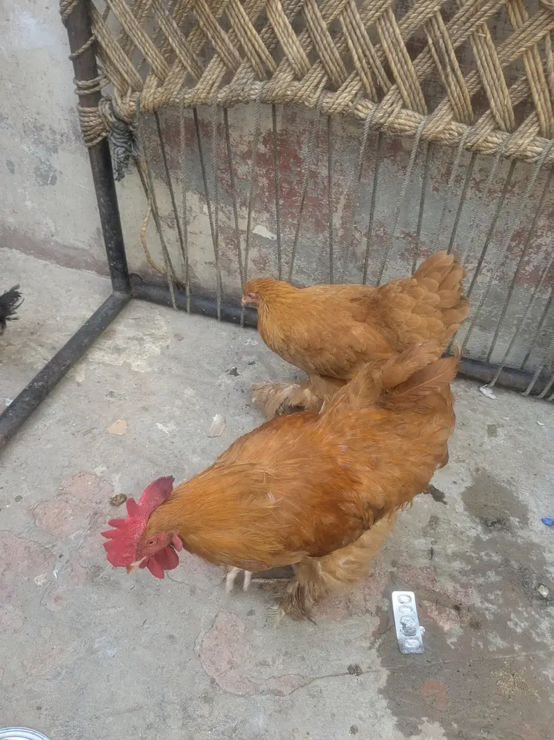 Goldenbuff pair healthy for sale urgent — photo 4
