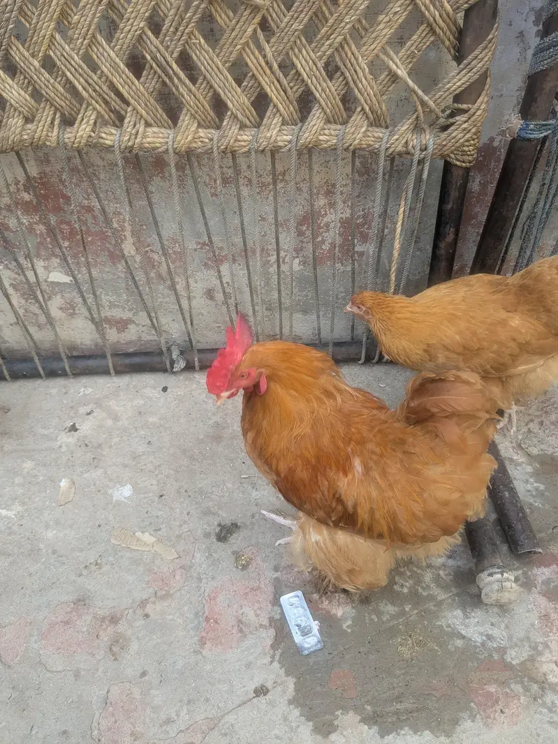 Goldenbuff pair healthy for sale urgent — photo 5