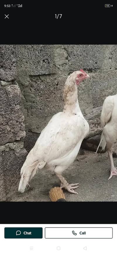 shamo charming eggs