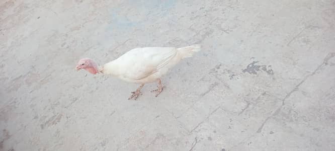 Turkey bird female